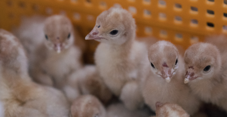 Baby turkey pictures from Alberta Turkey Producers