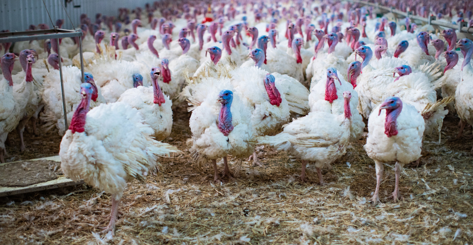Group of Turkey indoors Alberta Turkey Producers