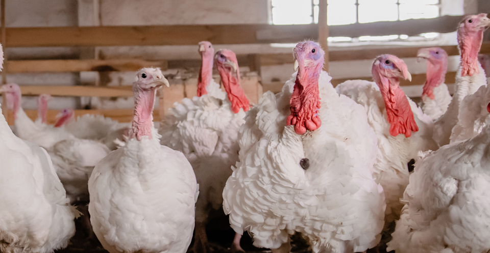 Group of Turkey indoors Alberta Turkey Producers