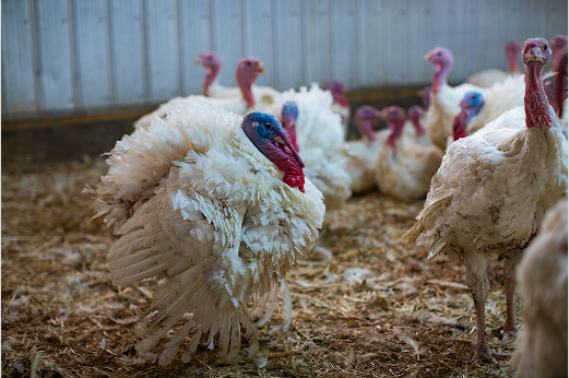 Group of Turkeys in a farm by Alberta Turkeys Producers