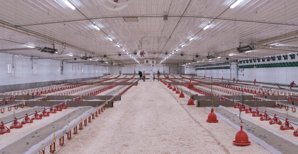 Inside an Alberta Turkey Producers Farm