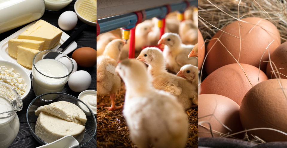 Turkey Dairy Product with infant turkeys with eggs side by side Alberta Turkey Producers