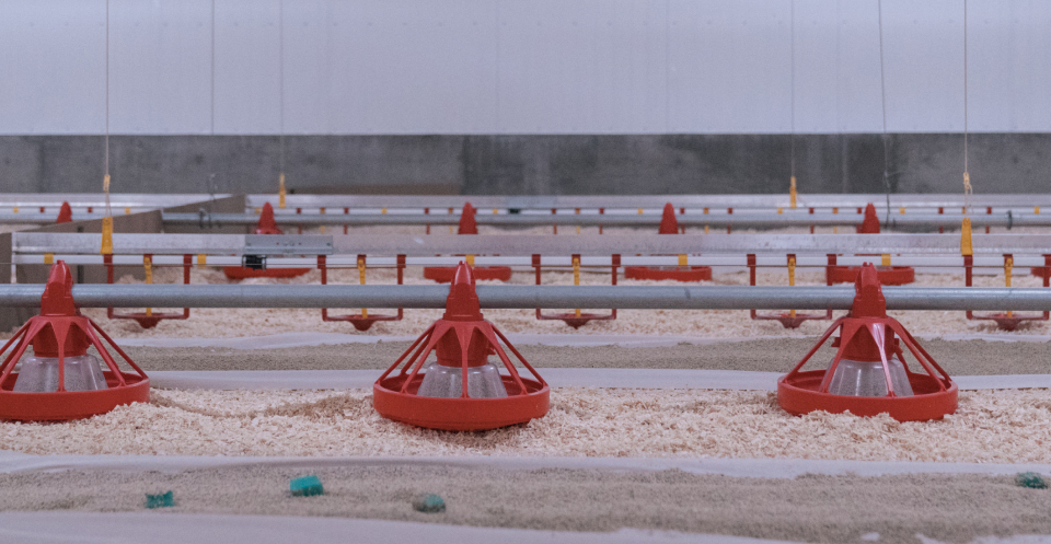 Turkey feeding infrastructure Alberta Turkey Producers